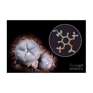 Mescaline Molecule And Peyote Cactus Photograph By Kateryna Kon Science