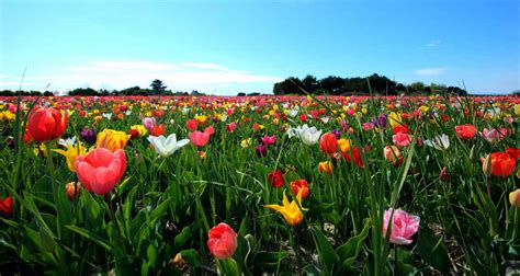 Famous Gardens In India Fasci Garden