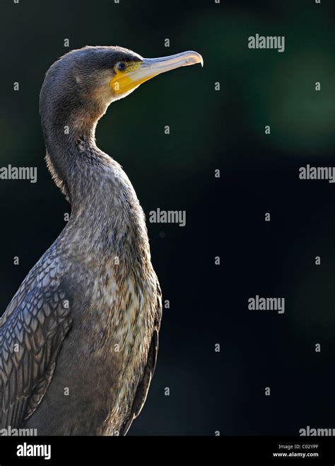 Juvenile Cormorant Hi Res Stock Photography And Images Alamy