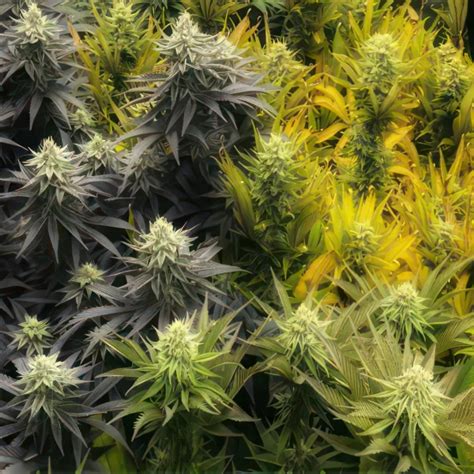 Autoflower Feminised Seeds Mix Seeds Greybeard Seeds