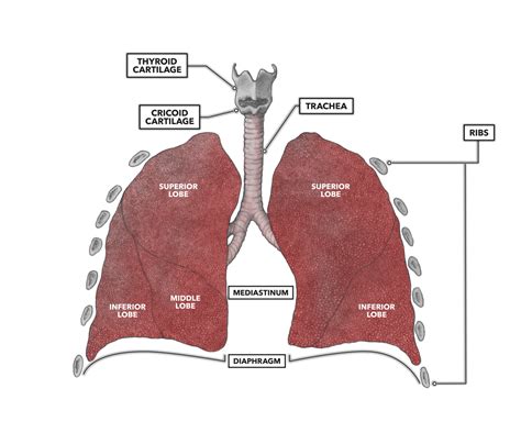 Labelling Of The Lungs