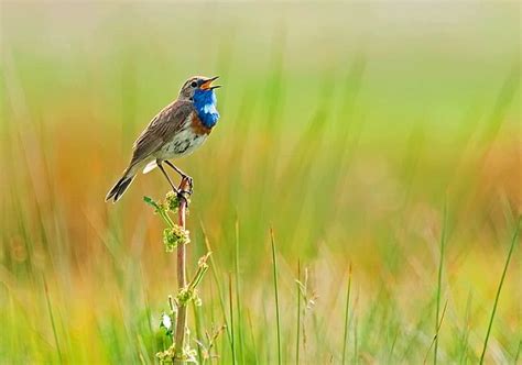 Singing Bird Singing Beautiful Bird Hd Wallpaper Pxfuel