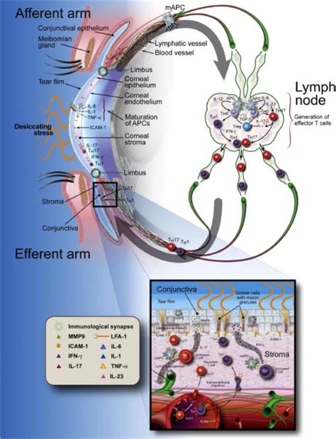 Corneal Lymphangiogenesis As A Potential Target In Dry Eye Disease A Systematic Review