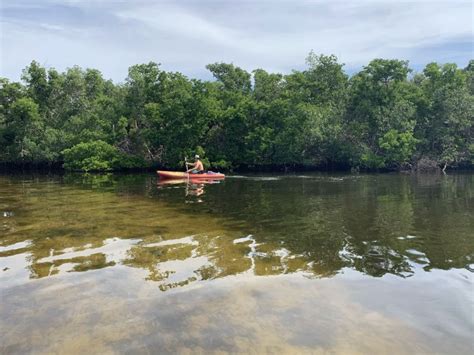 Excursión a los manglares de Robinson Preserve GetYourGuide