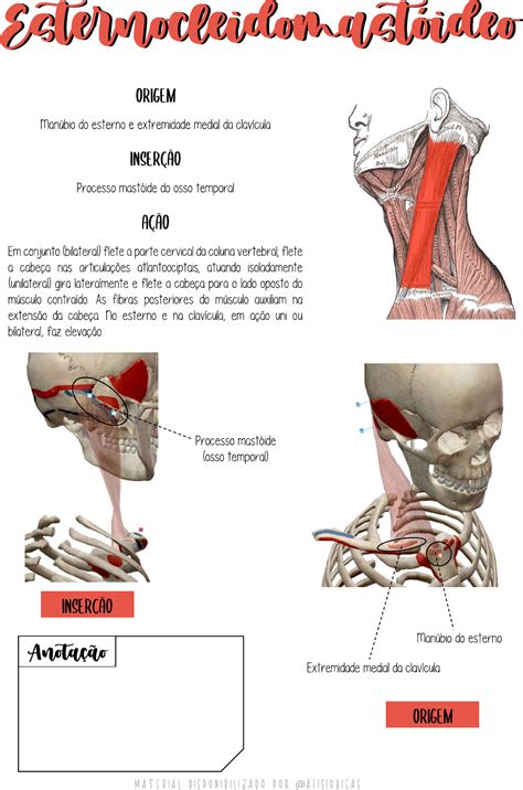 Esternocleidomastoideo Anatomia I