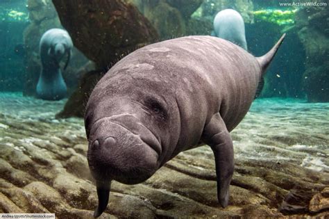 Manatee Facts, Pictures & Information. Meet The 3 Species Of Sea Cow