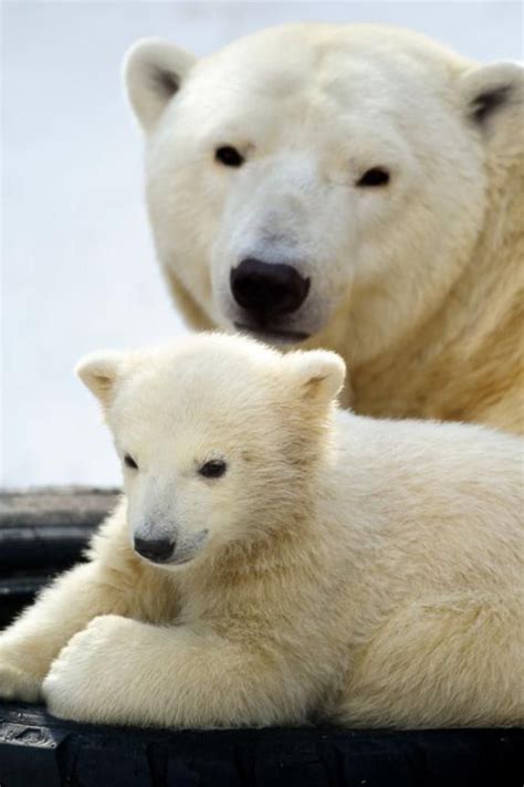 L Ours Polaire En Photographies Uniques Animaux Solitaires Ours