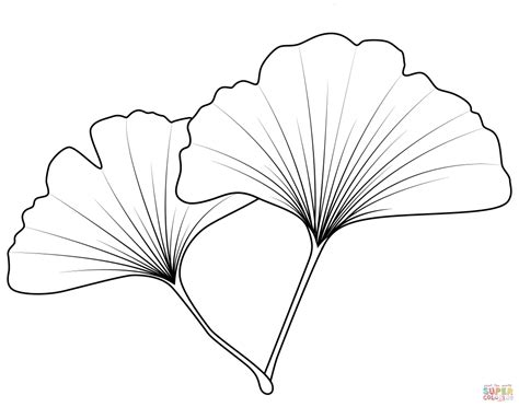 Dibujo De Hoja De Ginkgo Biloba Para Colorear Dibujos Para Colorear