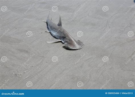 Baby hammerhead shark stock photo. Image of dangerous - 208925484