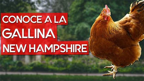 Gallina New Hampshire Raza De Carne De Alta Calidad Youtube