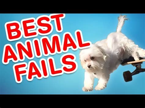 Best Animal Fails | Funny Fail Compilation | ichaowu - 愛潮物