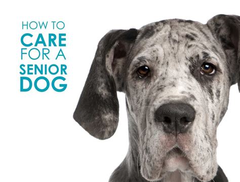 How To Care For A Senior Dog Allivet Pet Care Blog