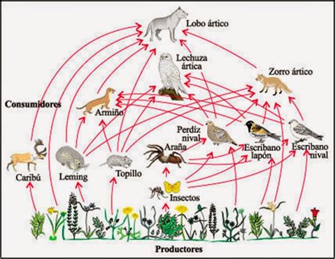 Saber De Naturaleza La Cadena Alimentaria O Tr Fica