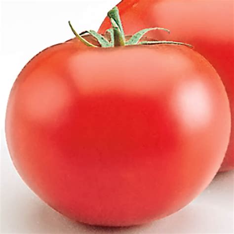 Heatmaster Hybrid Tomato Seeds From Gurneys