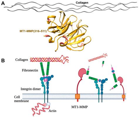 Ijms Free Full Text The Role Of Membrane Type 1 Matrix