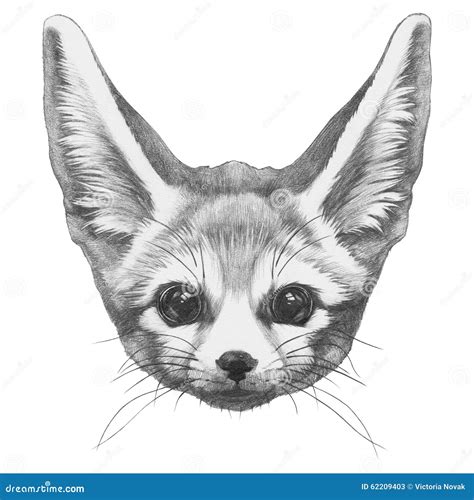 Dessin Original De Fox De Fennec Illustration Stock Illustration Du