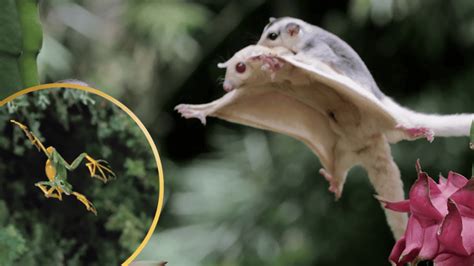 10 Land Animals That Can Fly Animals Around The Globe