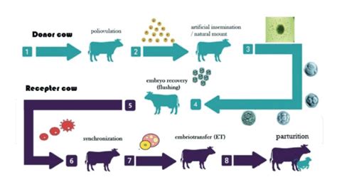 Estr S Por Calor En Vacas Lecheras De Alta Producci N La Transferencia