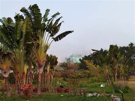 Macau Garden Fresh Green Plants Flower Bloom Taipa Nature Natural