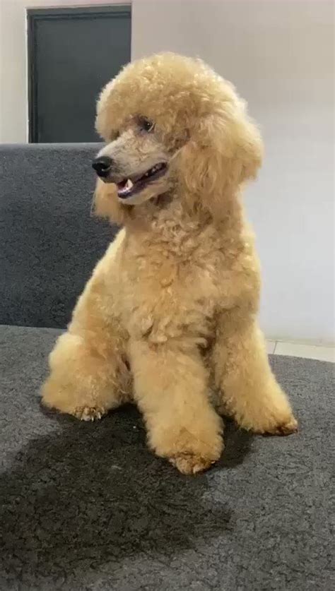 Dr Kramain 🐶 On Twitter Miniature Poodles In All Their Glory Color Apricot Both Sex