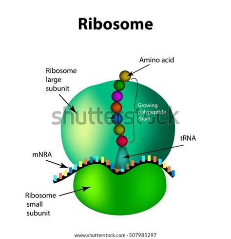 Ribosome Structure Royalty Free Images Stock Photos Pictures