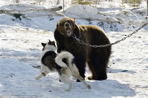 Bear Chained To Tree And Being Savaged By Dogs In Russian Hunting