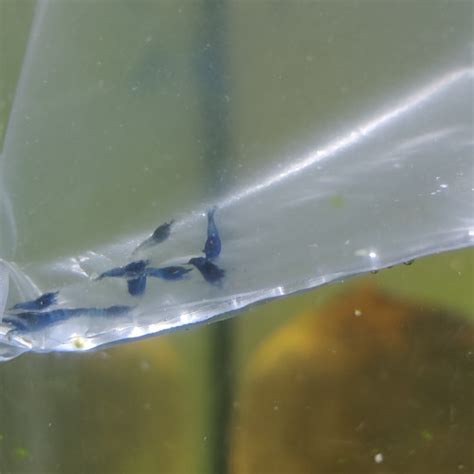 Acheter Crevettes Neocaridina Blue Dream Velvet