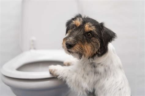 Dog Diarrhea Conquered Naturally - VitalPlanet.com