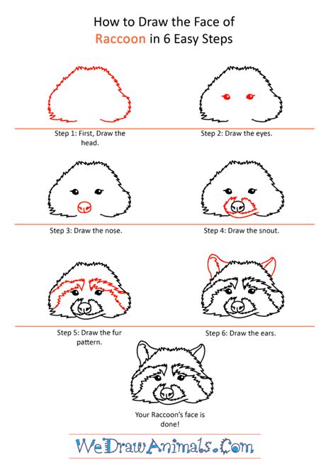 How to Draw a Raccoon Face