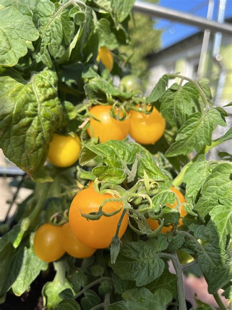 Sadzonka pomidora mini z żółtymi owocami Fabryka Rozsady