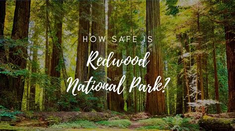 Is Redwood National Park Safe? (2023) - Hikers Daily