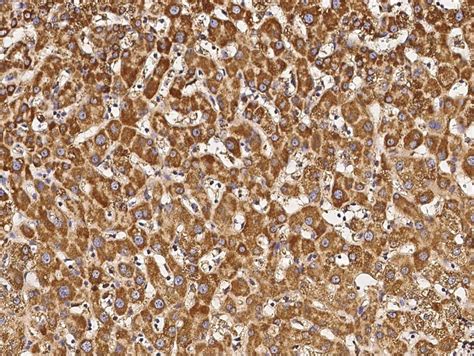 Cytochrome C Antibody (PA5-81161)