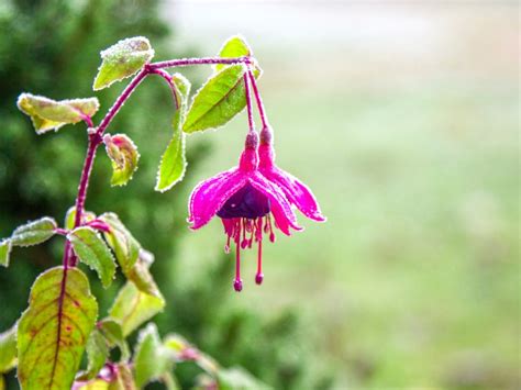 How To Overwinter Fuchsia Plants For Next Year | Gardening Know How