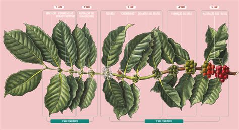 Esquema Da Fenologia Do Cafeeiro Ar Bica Revista Espresso
