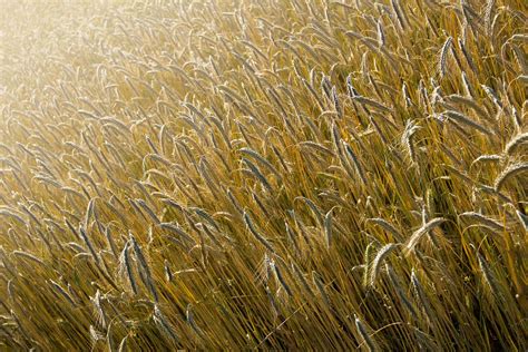 Ripe Barley Field Free Photo Download | FreeImages