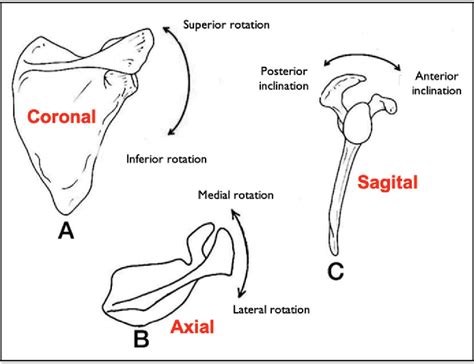 Pdf Evaluation Of Scapular Dyskinesis In Crossfit Practicing