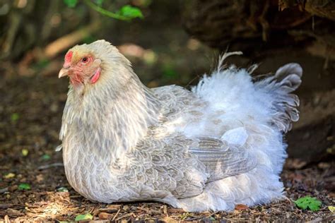 Brahma Chicken: Breed Profile, Pictures & Care Guide