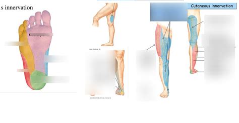 Lower Limb Cutaneous Innervation Diagram Quizlet