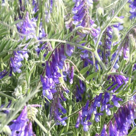 Hairy Vetch Plant Bamert Seed