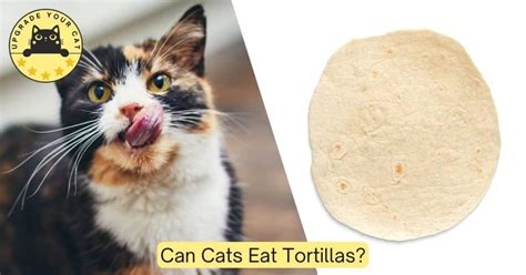 Can Cats Eat Tortillas Risks And Precautions