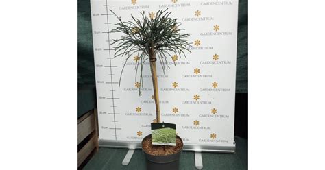 Tuia Whipcord pe trunchi înalt - Gardencentrum.net magazin online