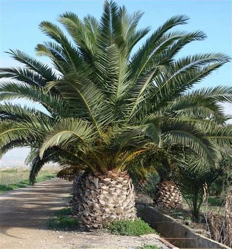 Sadzonka Palma Daktylowiec Kanaryjski Gratis Phoenix Canariensis