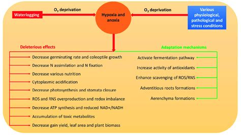 Possible causes of hypoxia and anoxia, their consequences, and defense... | Download Scientific ...