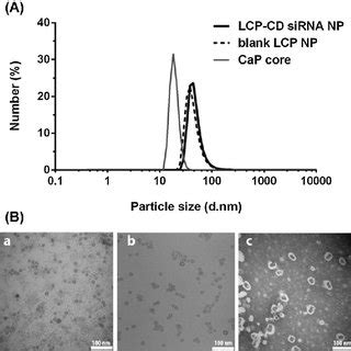 The Average Particle Size And The Zeta Potential Of LCP NPs Prepared At