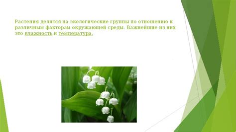 Экологические группы растений (6 класс)