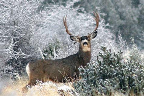 Deer mating season approaches: be aware