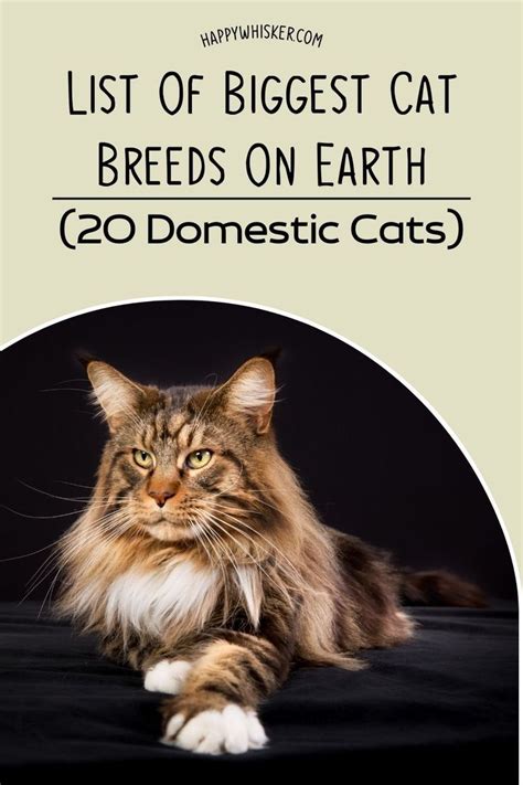 List Of Biggest Cat Breeds On Earth 20 Domestic Cats Exotic Cat