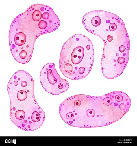 Bacterial Cell Under Microscope Labeled