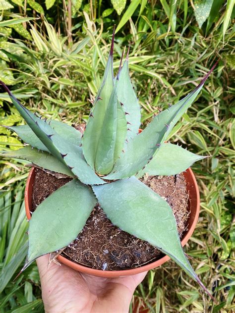 Agave Parryi Var Neomexicana Agaven Gartenpflanzen Palmenmann