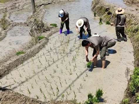 【青年干部“四下基层”实践锻炼】田间地头忙农耕 乡村振兴谋良策澎湃号·政务澎湃新闻 The Paper